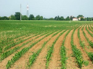 Molise_contributi agricoltori